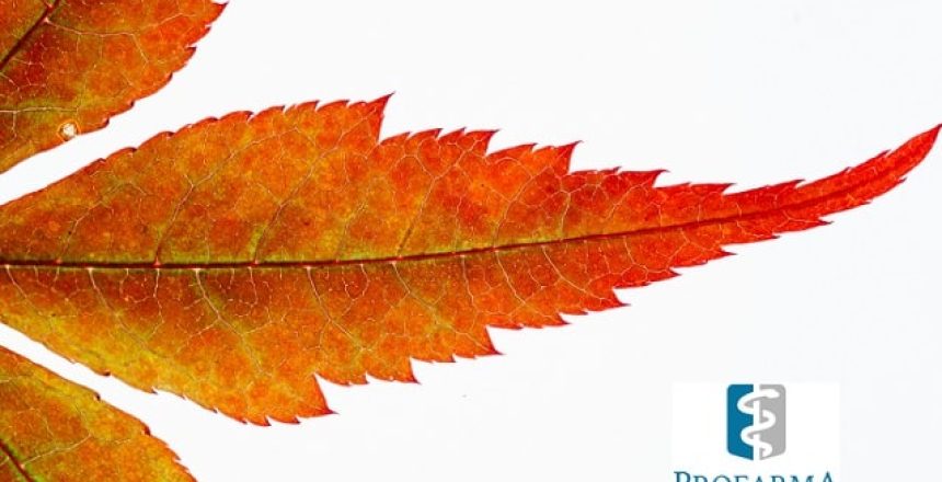 otoño-farmacia-profarma