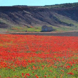primavera-en-el-cerro